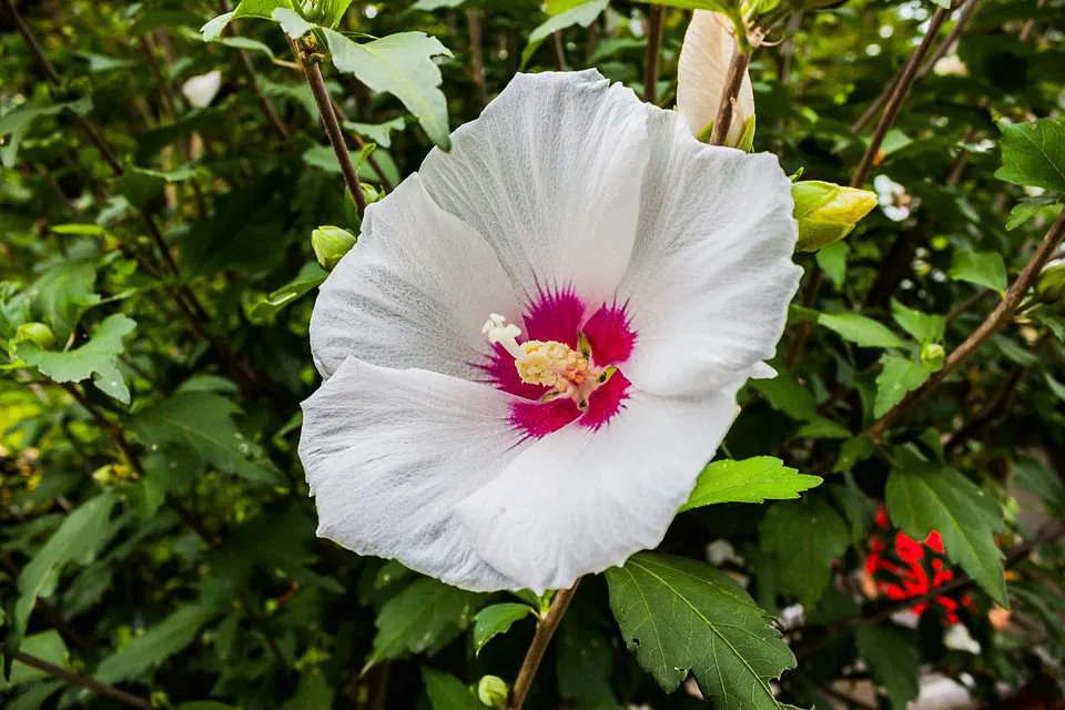 Hibiscus multiflora