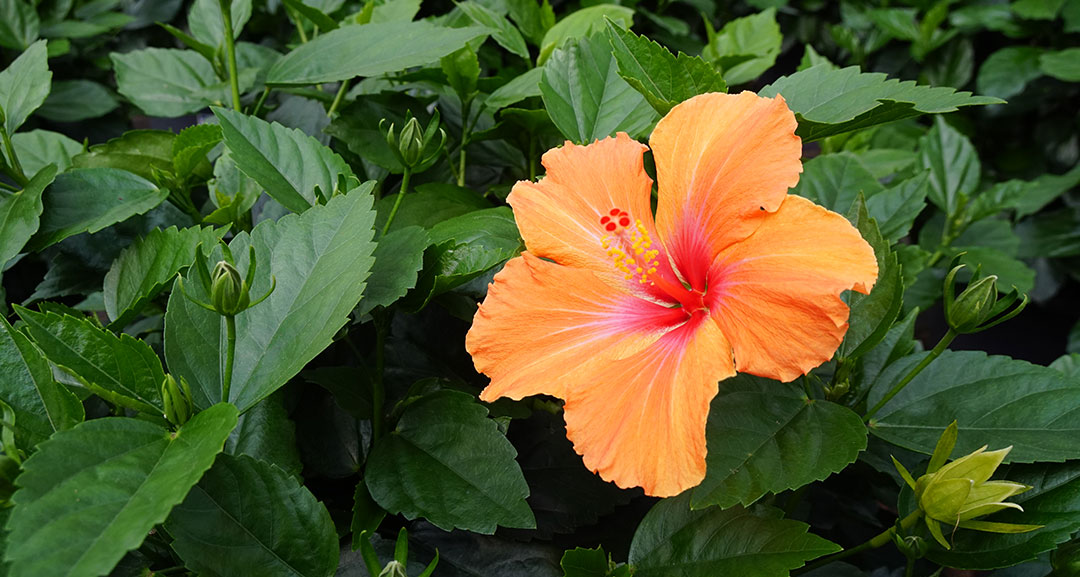 Hibiscus rosa-sinensis