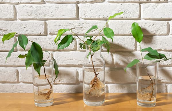 Wie man Ficus im Wasser bewurzelt